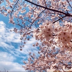 (2024.4.13.)桜の樹の下でヨガしませんか？ - つくば市