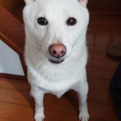 決まりました。沢山の問い合わせありがとうございました。白の柴犬男...