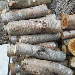 サクラの玉切りの画像