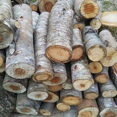 サクラの玉切りの画像