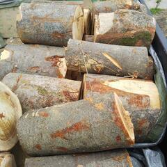 サクラの玉切り