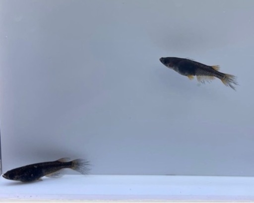 メダカ　クラミツハ〜乱〜幼魚10匹