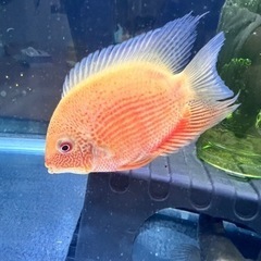 レッドスポットセベラム(熱帯魚)(取引中)