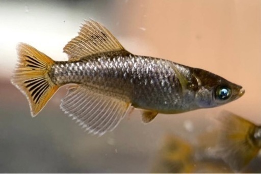 西郷メダカ様ブリード　　　橙　　1ペア