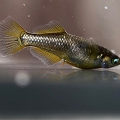 西郷メダカ様ブリード　　　橙　　1ペアの画像