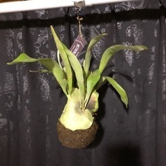 観葉植物　コウモリラン　吊り下げ　苔玉　ガーデニング