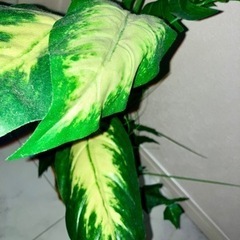 植木 フェイクグリーンの画像