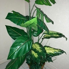 植木 フェイクグリーンの画像
