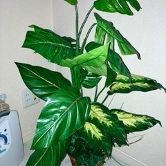 植木 フェイクグリーンの画像