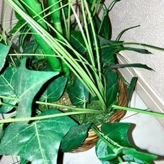 植木 フェイクグリーンの画像