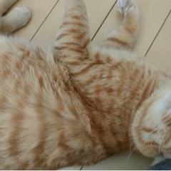 猫白血病の子です - 猫