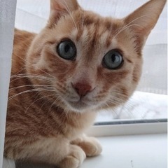 猫白血病の子です - 帯広市