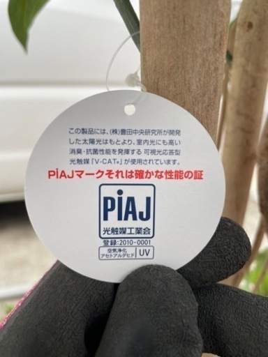 ●☆p2 造花　光の楽園　パキラ（植栽付き）