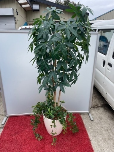 ●☆p2 造花　光の楽園　パキラ（植栽付き）