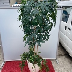 ●☆p2 造花　光の楽園　パキラ（植栽付き）の画像