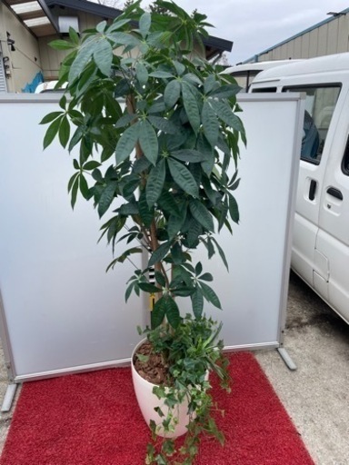 ●☆p2 造花　光の楽園　パキラ（植栽付き）