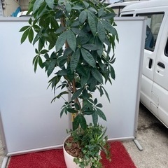 ●☆p2 造花　光の楽園　パキラ（植栽付き）の画像