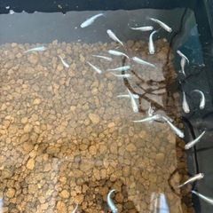 【売約済】みゆきメダカフルボディ 10匹