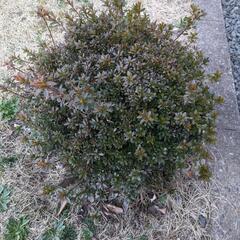 生活雑貨 家庭用品 ガーデニングの画像