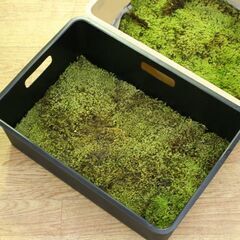 大型容器 苔 スナゴケ 砂苔 縦26×横36cm 庭園材 苔盆景 屋上緑化 Racomitrium japonicum 札幌市 清田区 平岡の画像