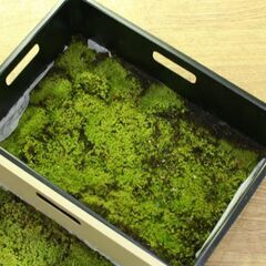 大型容器 苔 スナゴケ 砂苔 縦26×横36cm 庭園材 苔盆景 屋上緑化 Racomitrium japonicum 札幌市 清田区 平岡の画像
