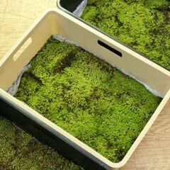 大型容器 苔 スナゴケ 砂苔 縦26×横36cm 庭園材 苔盆景 屋上緑化 Racomitrium japonicum 札幌市 清田区 平岡の画像