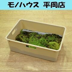 大型容器 苔 タマゴケ 玉苔 苔玉 装飾資材 庭園材 アクアテラ...