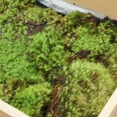 大型容器 苔 タマゴケ 玉苔 苔玉 装飾資材 庭園材 アクアテラリウム Bartramia pomiformis 札幌市 清田区 平岡の画像
