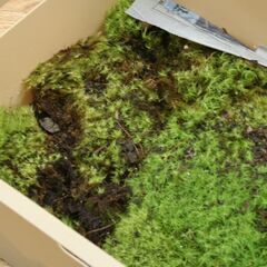 大型容器 苔 タマゴケ 玉苔 苔玉 装飾資材 庭園材 アクアテラリウム Bartramia pomiformis 札幌市 清田区 平岡の画像