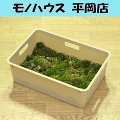 大型容器 苔 ヤマゴケ 山苔 ホソバオキナゴケ 細葉翁苔 アラハ...