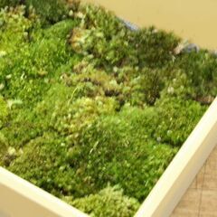 大型容器 苔 ヤマゴケ 山苔 ホソバオキナゴケ 細葉翁苔 アラハシラガゴケ 粗葉白髪苔 アクアテラリウム Pyrrhobryum dozyanum 札幌市 清田区 平岡の画像