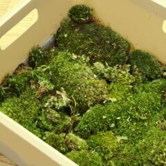 大型容器 苔 ヤマゴケ 山苔 ホソバオキナゴケ 細葉翁苔 アラハシラガゴケ 粗葉白髪苔 アクアテラリウム Pyrrhobryum dozyanum 札幌市 清田区 平岡の画像
