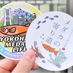 明日からメダカ販売開始いたします！ステッカープレゼント♪【先着2...