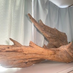 流木の画像