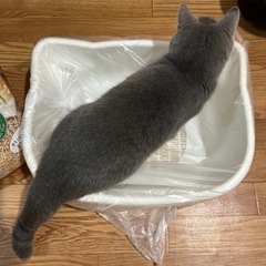 ニャンとも清潔トイレ　システムトイレ　猫用の画像