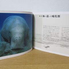 大哺乳類展　海のなかまたち　国際生物多様性年　Mammals Diversity in Marine adadtationの画像
