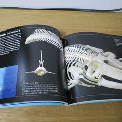 大哺乳類展　海のなかまたち　国際生物多様性年　Mammals Diversity in Marine adadtationの画像