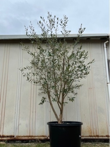 オリーブの木2m ガーデニング