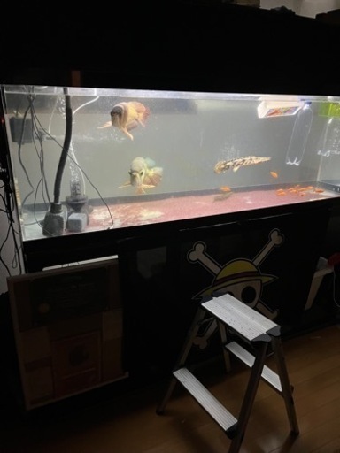 熱帯魚、古代魚、大型水槽
