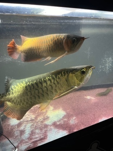 熱帯魚、古代魚、大型水槽