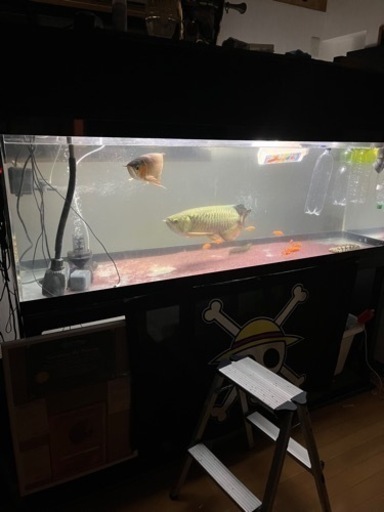 熱帯魚、古代魚、大型水槽
