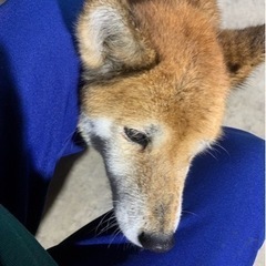 里親見つかりました😊