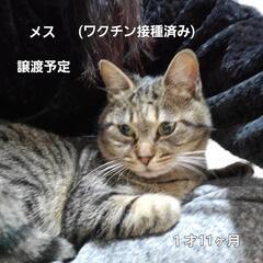 家族になって下さい