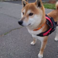 【一旦募集停止】お散歩大好き、豆柴 銀ちゃん！家族になって下さい！ - 犬