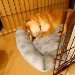 【一旦募集停止】お散歩大好き、豆柴 銀ちゃん！家族になって下さい！ - 里親募集