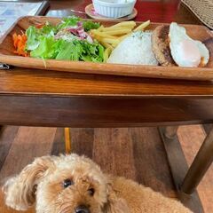 犬友募集🐶ドッグカフェに一緒に行けるといいな💕