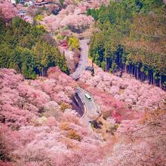 吉野山 桜鑑賞