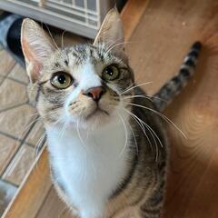 里親様決まりました　白キジ猫君