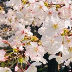 鶴舞公園でお花見