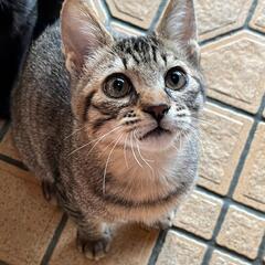 お家が決まりました　キジ猫ちゃん男の子